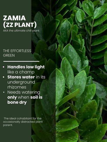 The ZZ Plant is the ultimate chill plant. It stores water in its underground rhizomes, so it only needs watering when the soil is completely dry, and it handles low light like a champ.