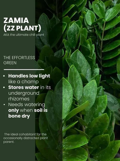 Meet the ultimate chill plant, the Zamia or ZZ Plant. It handles low light like a champ and stores water in its underground rhizomes, so it only needs watering when the soil is completely dry.