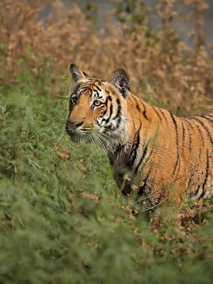 A young tiger cub, its eyes full of curiosity, peers through the tall grass. This image captures the vulnerability and developing confidence of a future king of the jungle.