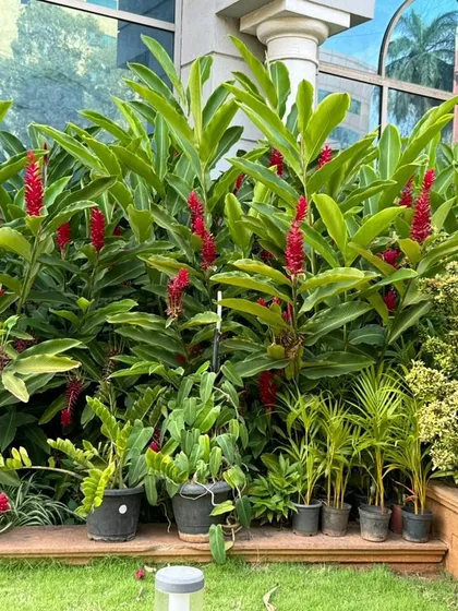 A lush arrangement of tropical plants, including the vibrant red-plumed Alpinia purpurata (Red Ginger), creates a rich, exotic feel.