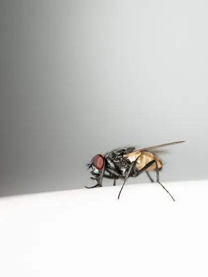 A minimalist macro shot of a housefly on a white surface. The simple composition focuses on the insect's form and posture.