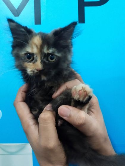 A full view of the small kitten, showing how I securely support its body during a check-up. This helps the kitten feel safe and reduces stress.