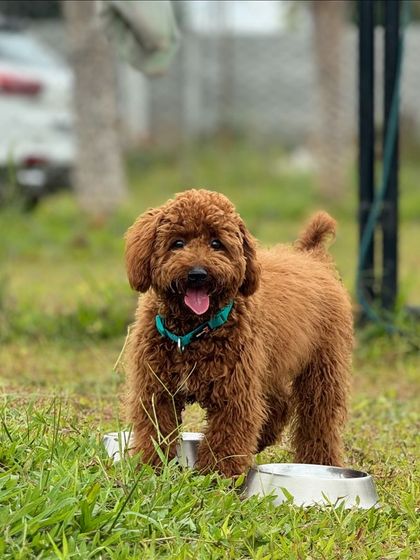The Pawsome Camp - Dog Daycare & Boarding Our Pack: Portraits from the Camp photo 19
