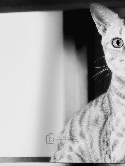 Jerry the cat playing peekaboo, in black and white. The high contrast adds a dramatic and artistic flair to the playful moment.