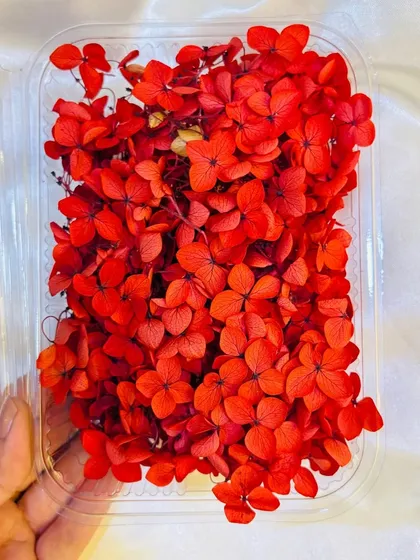 A close-up of our vibrant red dried hydrangea flowers. These real, preserved flowers maintain their color and shape, making them ideal for embedding in resin.