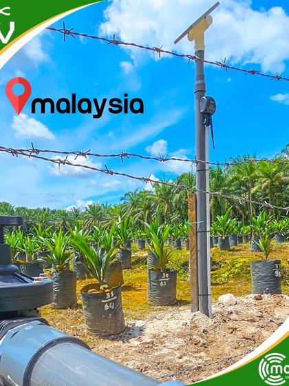 Another view of our smart irrigation installation at the Malaysian palm oil nursery, showcasing its durability in an open-field environment.