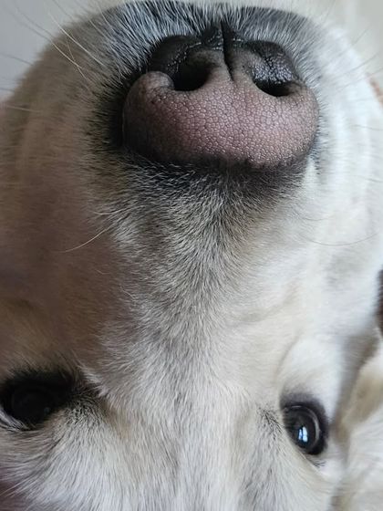 Furry Story - Premium Home Boarding A Home Away From Home photo 5