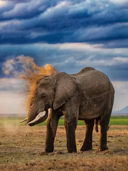 An elephant in Amboseli takes a dust bath, with the setting sun catching the cloud of dust. This is an essential behavior for skin care, protecting them from the sun and insects.
