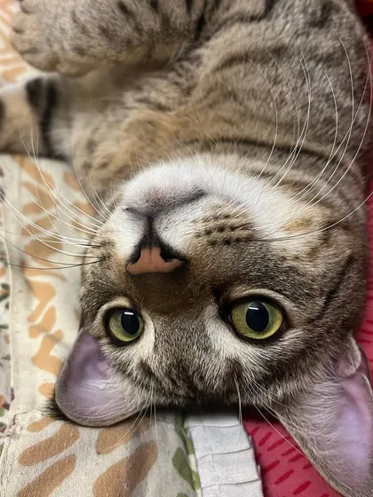 This is the look of a happy, playful cat who feels totally at ease.