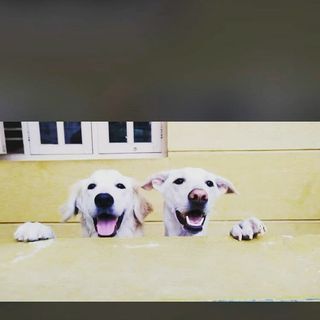 Petaholics