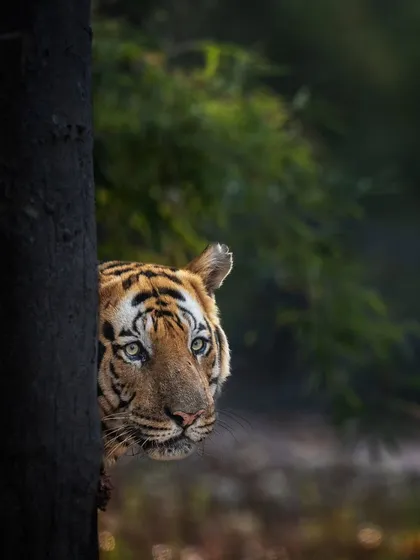 A tiger peeking from behind a tree. This classic "peek-a-boo" shot creates a sense of mystery and intimacy, drawing the viewer into the frame.