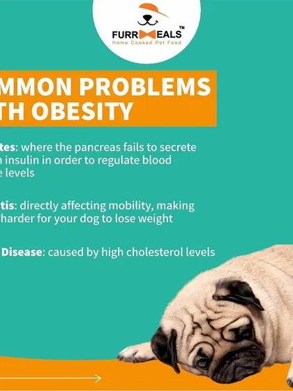 This collection of infographics and product shots provides a comprehensive guide to understanding, preventing, and managing dog obesity with my specialized diet plans and responsible treating tips.