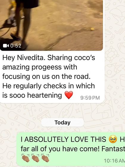 Confident Dogs - Canine Behavior Modification Life Skills, Taught Through Play photo 7