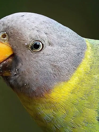 A portrait of a female Plum-headed Parakeet. Her subtle, grayish-blue head and the yellow-green of her body are captured in soft, natural light.