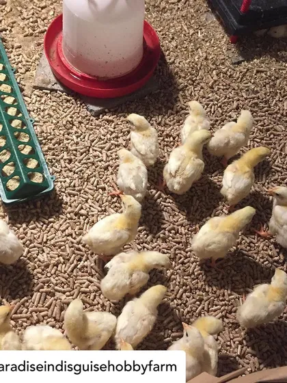 These are our Cornish Cross chicks in the brooder. We raise multiple batches throughout the year to provide a steady supply of local, pastured chicken to our community.