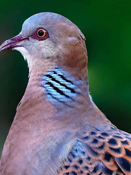 A Turtle Dove, highlighting the iridescent blue and black patch on its neck. The soft, pastel colors of its head and breast are beautifully rendered.