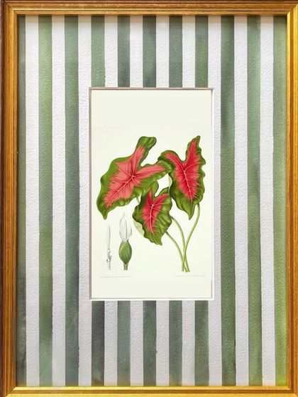 A botanical illustration of a caladium plant, framed with a hand-painted green and white striped mount. This unique framing turns the entire piece into a custom object of art.