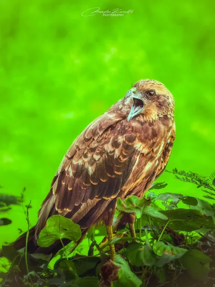 A Marsh Harrier calls out, perched amidst vibrant green leaves. This shot captures a moment of communication, with its beak open and feathers slightly ruffled.