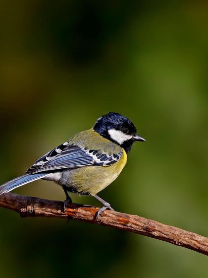 A Green-backed Tit sits on a slender branch. The clean composition and soft green background make the bird's yellow, green, and blue colors pop.