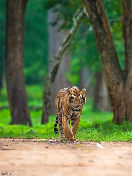 The Nayanjikatte Male on one of his final patrols. This image captures the weary strength of a king who fought many battles to hold his territory, a true legend of Kabini.