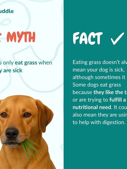 Kuddle - At-Home Veterinary Services Decoding Your Pet: Behavior & Health Cues photo 6