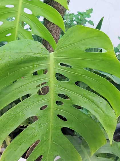 Bhardwaj - Urban Gardening Consultation Bringing Greenery Indoors photo 5