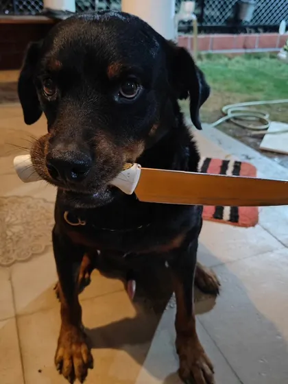 People ask me what my security system is like. Well, I have a Rottweiler. A knife-wielding Rottweiler. Welcome home, peeps.