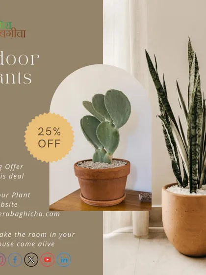 Here are two of my favorite low-maintenance indoor plants, a Bunny Ear Cactus and a Snake Plant. Both are excellent choices for adding a modern, sculptural element to your home or office decor.