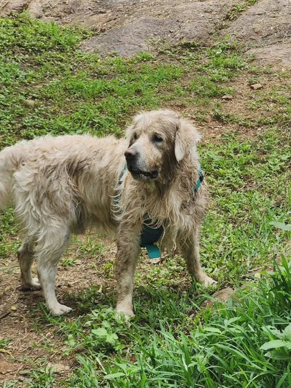 Deepthi - Dog Travel & Adventure Coaching Community & Group Outings photo 7