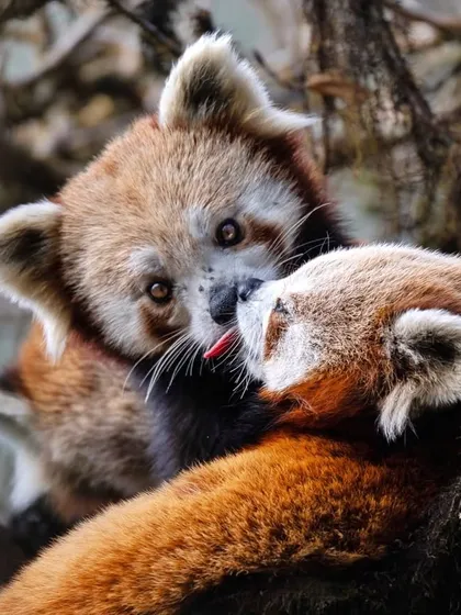 A year filled with love. Two Red Pandas from Singalila National Park share a gentle kiss, a rare and touching moment of affection between these shy and endangered creatures.