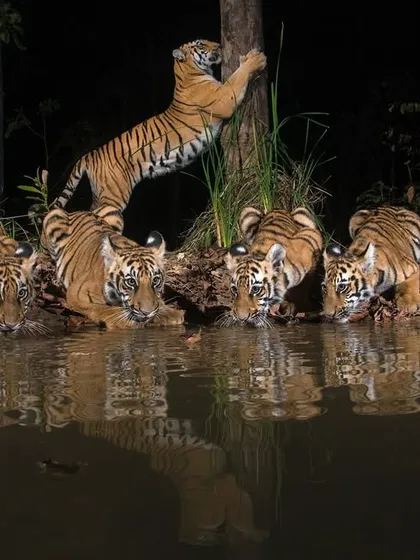 A tigress and her four cubs quench their thirst at a forest waterhole. This rare nocturnal scene, captured after weeks of patience, highlights the importance of protecting not just individual animals, but entire families and the corridors they need to thrive.