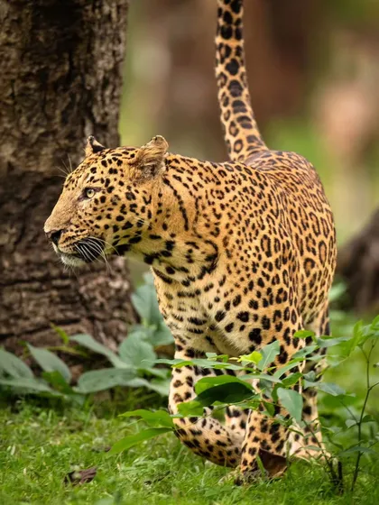 The definition of stealth and grace. A leopard moves silently through the green undergrowth of Nagarahole, its spotted coat a perfect camouflage. This print captures the thrilling tension of spotting one of the jungle's most elusive predators.