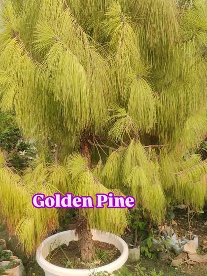 A Golden Pine tree, a true statement piece for any garden.