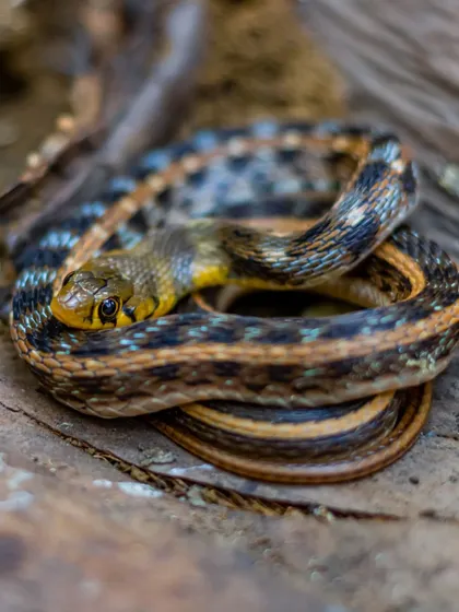 A coiled Buff-striped Keelback, a common non-venomous snake. Even common species have their own unique beauty, and I believe their stories are just as important to tell.