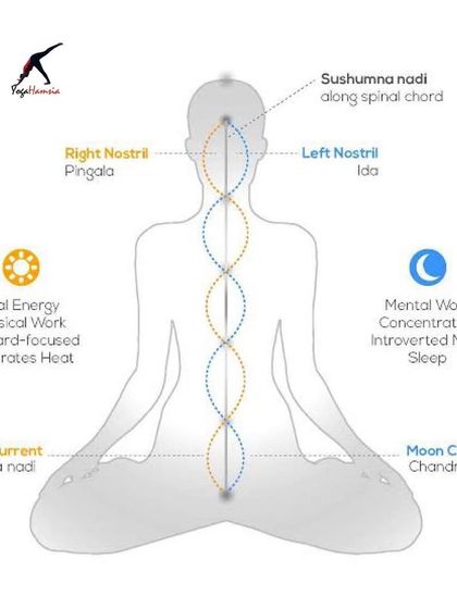 This diagram explains the concept of Ida and Pingala, the two primary energy channels (Nadis) corresponding to our feminine and masculine aspects. I teach Nadi Shodhana (alternate nostril breathing) to bring these energies into balance.