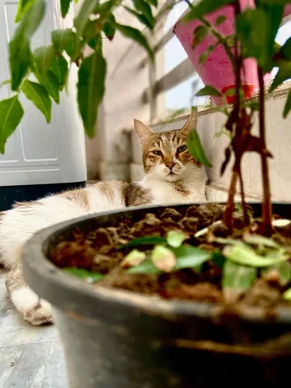 Another shot of my little model, looking so regal while lounging on the balcony. He loves finding cool spots on the tiles to relax during the day.