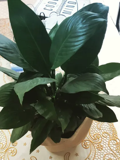 This is a Peace Lily, a popular indoor plant known for its elegant white flowers and glossy, dark green leaves. It's also a fantastic air purifier that thrives in medium, indirect light.