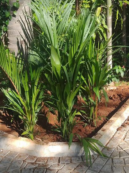 Make My Garden - Garden Design & Landscaping Villa & Backyard Landscaping photo 26