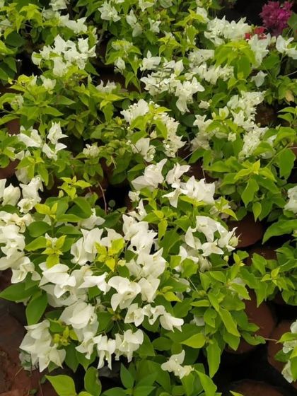 Vibrant Flowering Plants photo 31