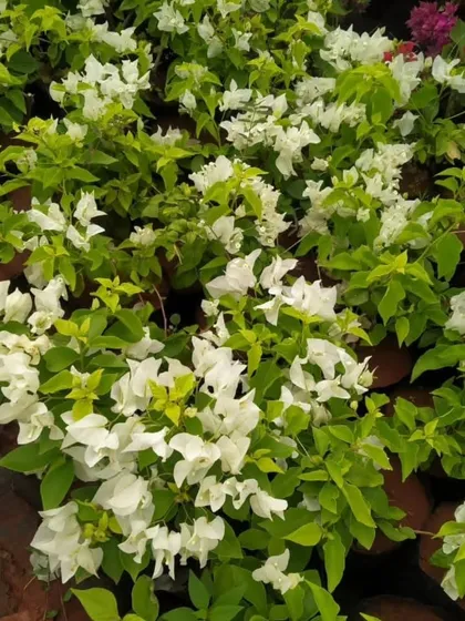 A large batch of white Bougainvillea plants at my nursery. They are perfect for creating hedges or covering walls with beautiful white blooms.
