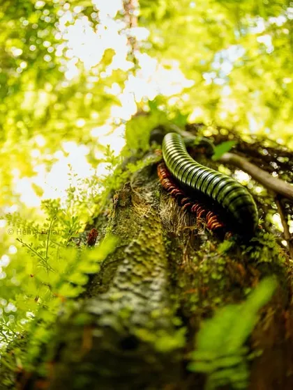 A Giant Millipede climbs a mossy tree in Madagascar. This low-angle, wide-shot gives the small invertebrate a larger-than-life presence, emphasizing its place in the forest ecosystem.