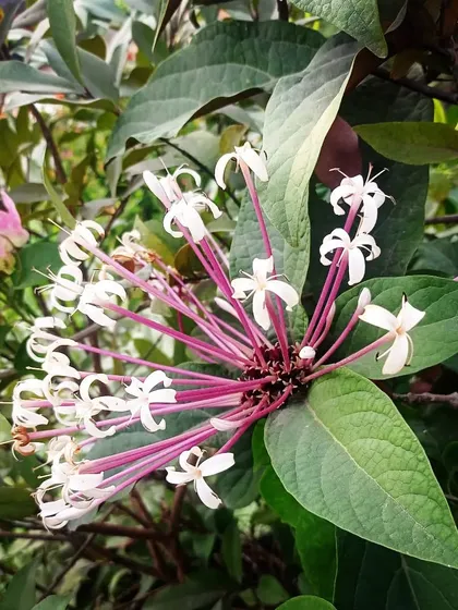 The Starburst, or Clerodendrum, is a showy shrub that produces a large cluster of white flowers with long pink stamens. It's a real eye-catcher and a great addition to any garden needing a pop of floral interest.