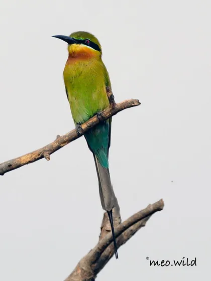 A classic pose from the Blue-tailed Bee-eater, perched on a branch. Its slender body and vibrant green, blue, and orange colors make it a stunning subject.