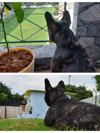 I started Furry Affair because my own dog used to stare out of our balcony, dreaming of open spaces. Now, she and all her friends have a paradise to play in. This is my promise to every pet parent: no more balcony views, just endless green grass and freedom.