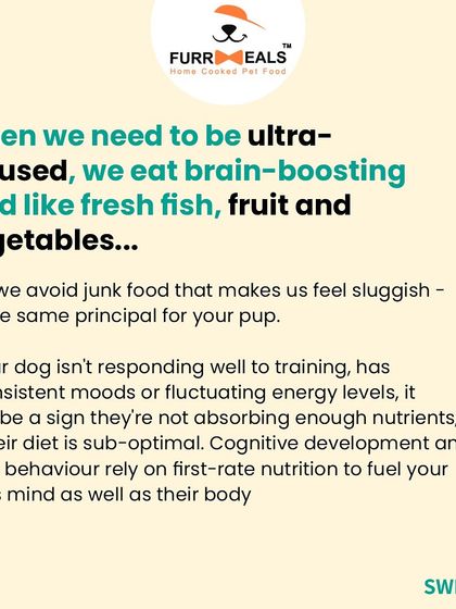 Did you know your dog's diet impacts their mental wellbeing? This series explains how nutrition affects behavior, mood, and alertness, and includes a testimonial from a client who saw a visible difference in their dog's temperament.