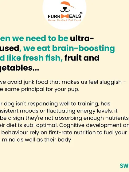 Did you know your dog's diet impacts their mental wellbeing? This series explains how nutrition affects behavior, mood, and alertness, and includes a testimonial from a client who saw a visible difference in their dog's temperament.