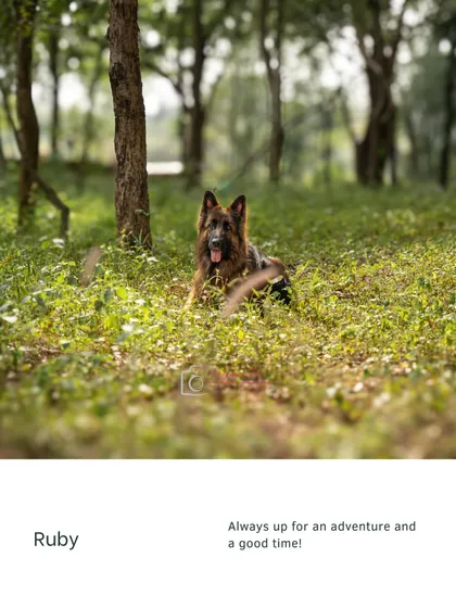 Ruby looking majestic while relaxing in a beautiful, green forest setting. A peaceful moment during an adventurous outdoor shoot.