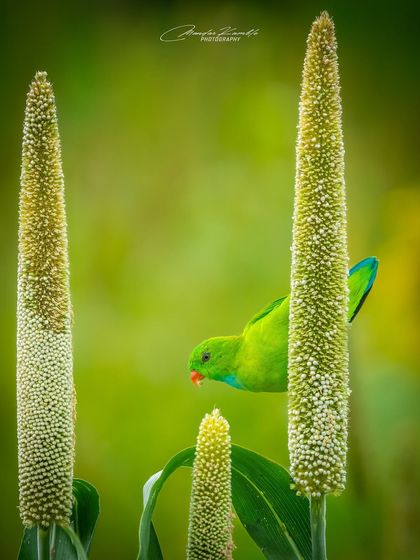 Birds in Action photo 11