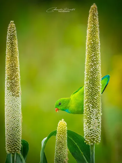 This Vernal Hanging Parrot is framed perfectly between two millet stalks as it enjoys its meal. The composition draws the viewer's eye directly to the bird.