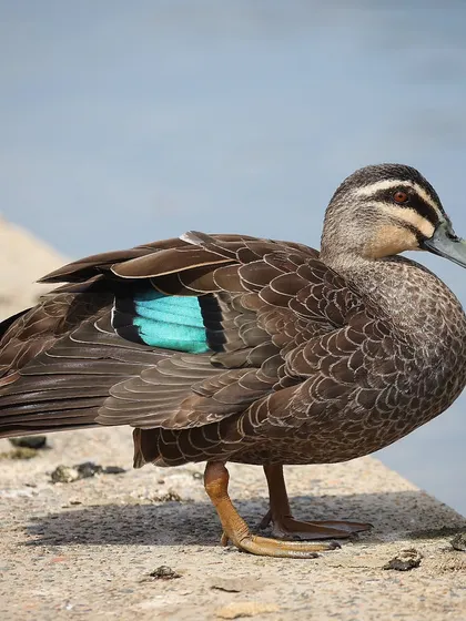 The Pacific Black Duck, found across Indonesia, Australia, and New Zealand. The iridescent blue-green patch on its wing, known as a speculum, is a beautiful and distinctive feature.